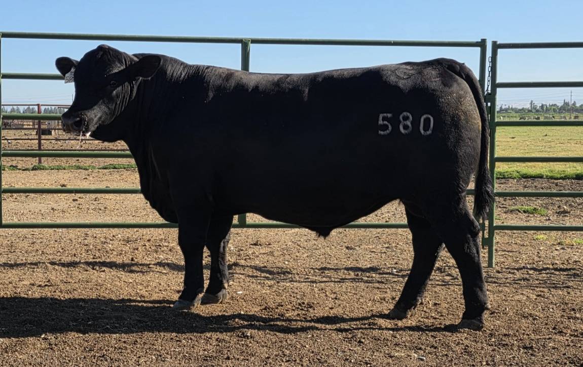 photo of gcc bull 580