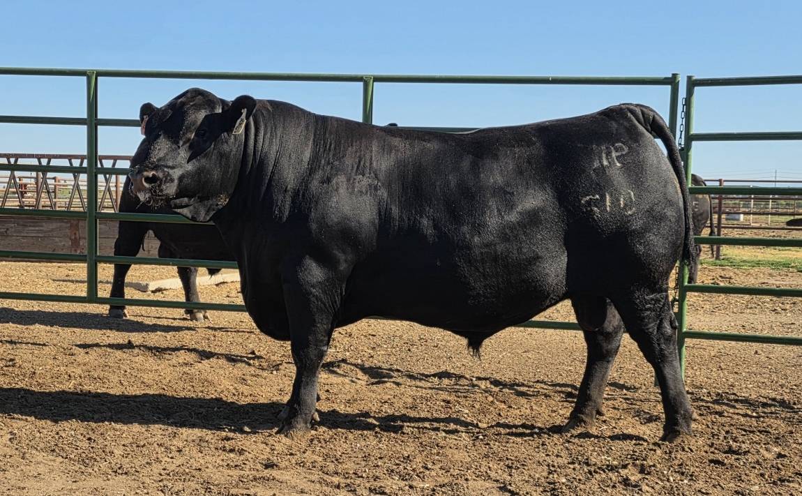 photo of pcc bull 510