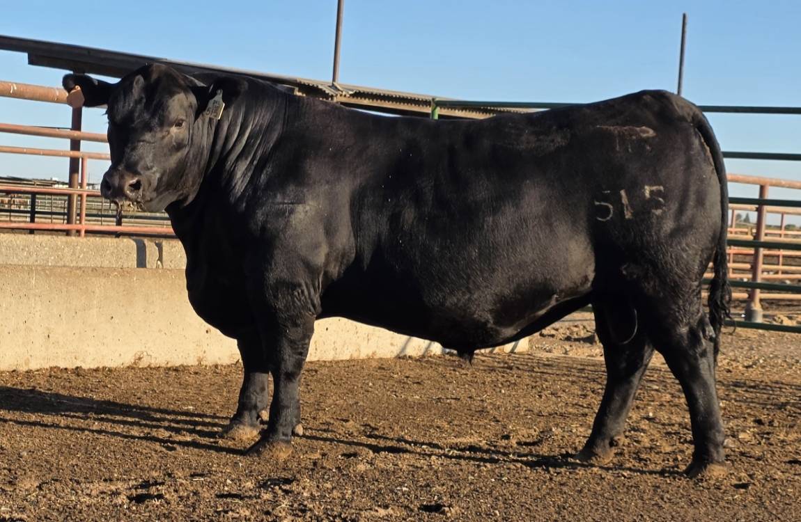 photo of PCC bull 515