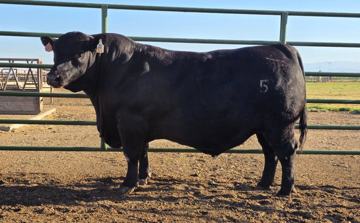 photo of PCC bull 522