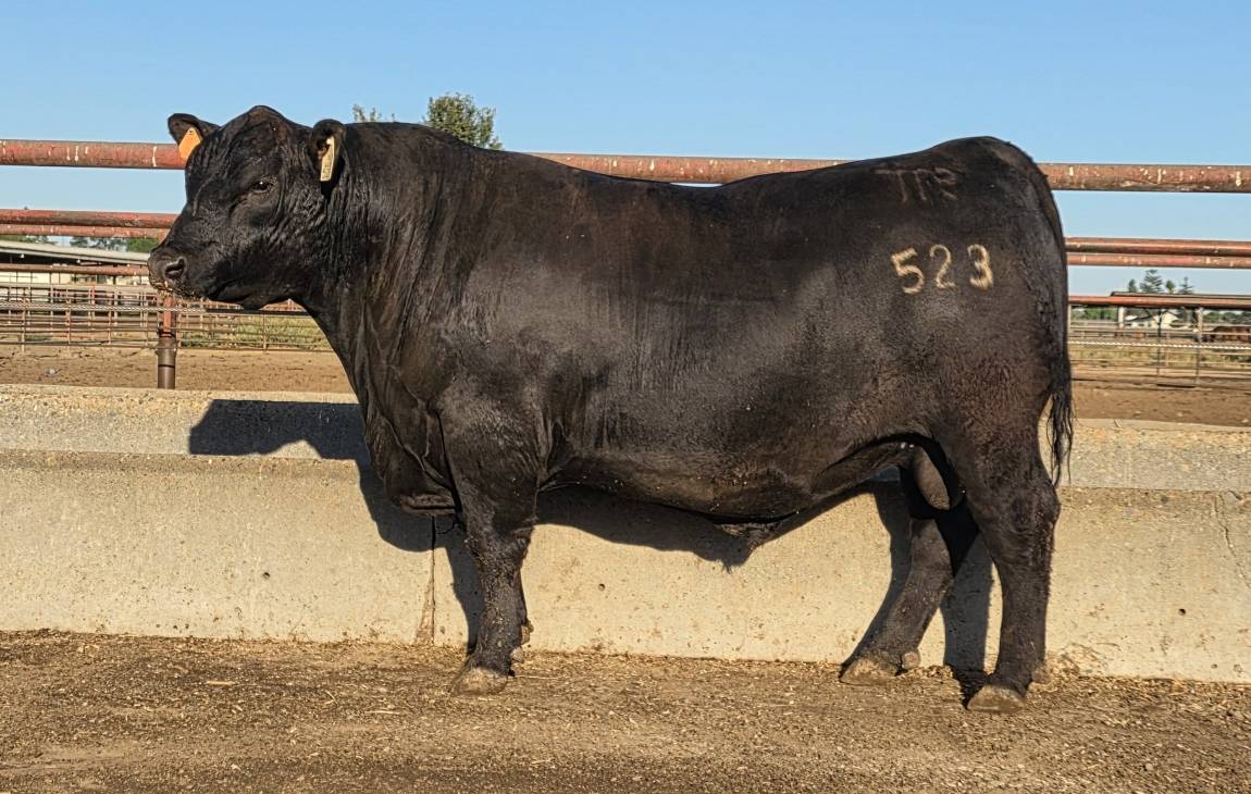 pcc 523 bull photo