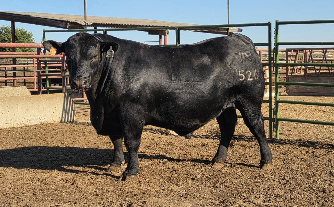 photo of PCC bull 526