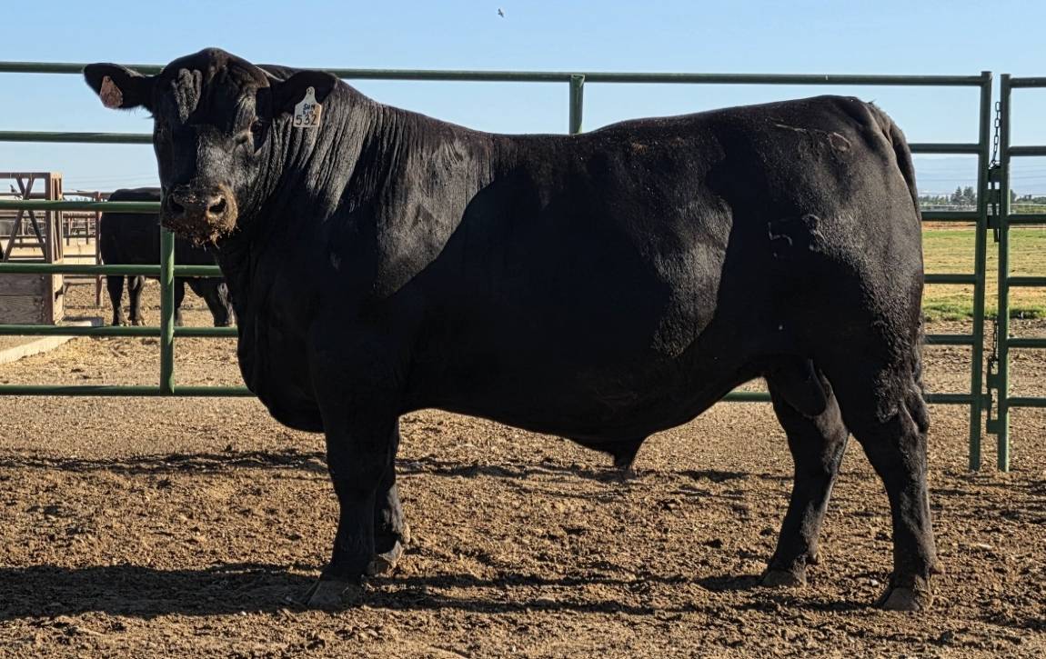 photo of PCC bull 532