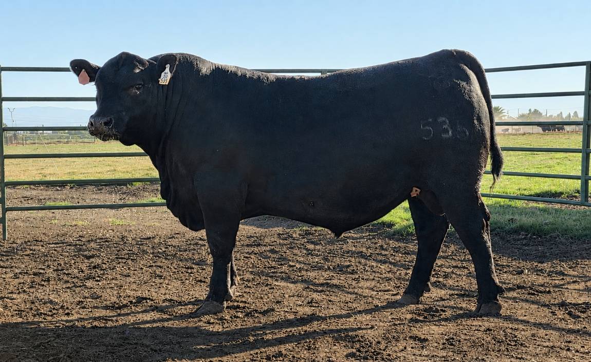 photo of PCC bull 535