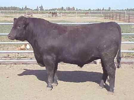 Angus Bull JR 7506