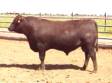 Angus Bull 520