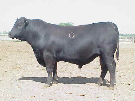 Angus Bull 828
