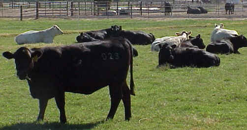 Bull and Heifer Development
