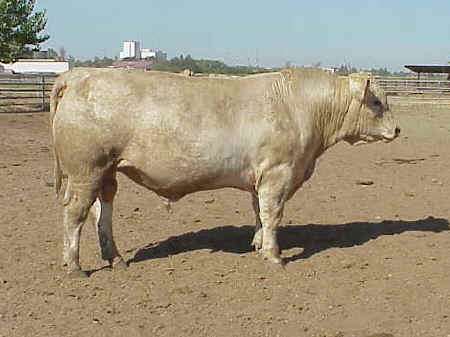 Charolais Bull 403