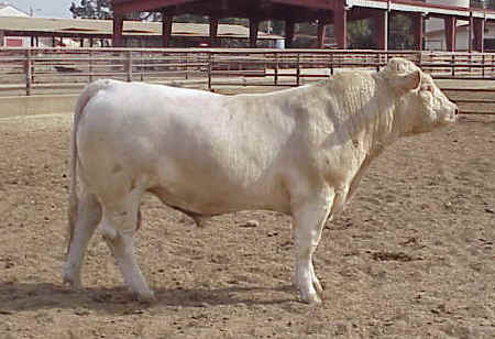 Charolais Bull 531