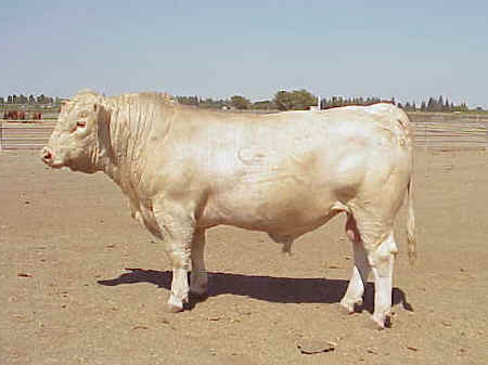 Charolais Bull 646