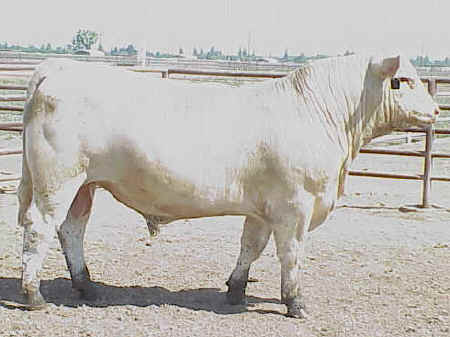 Chaolais bull OC A018