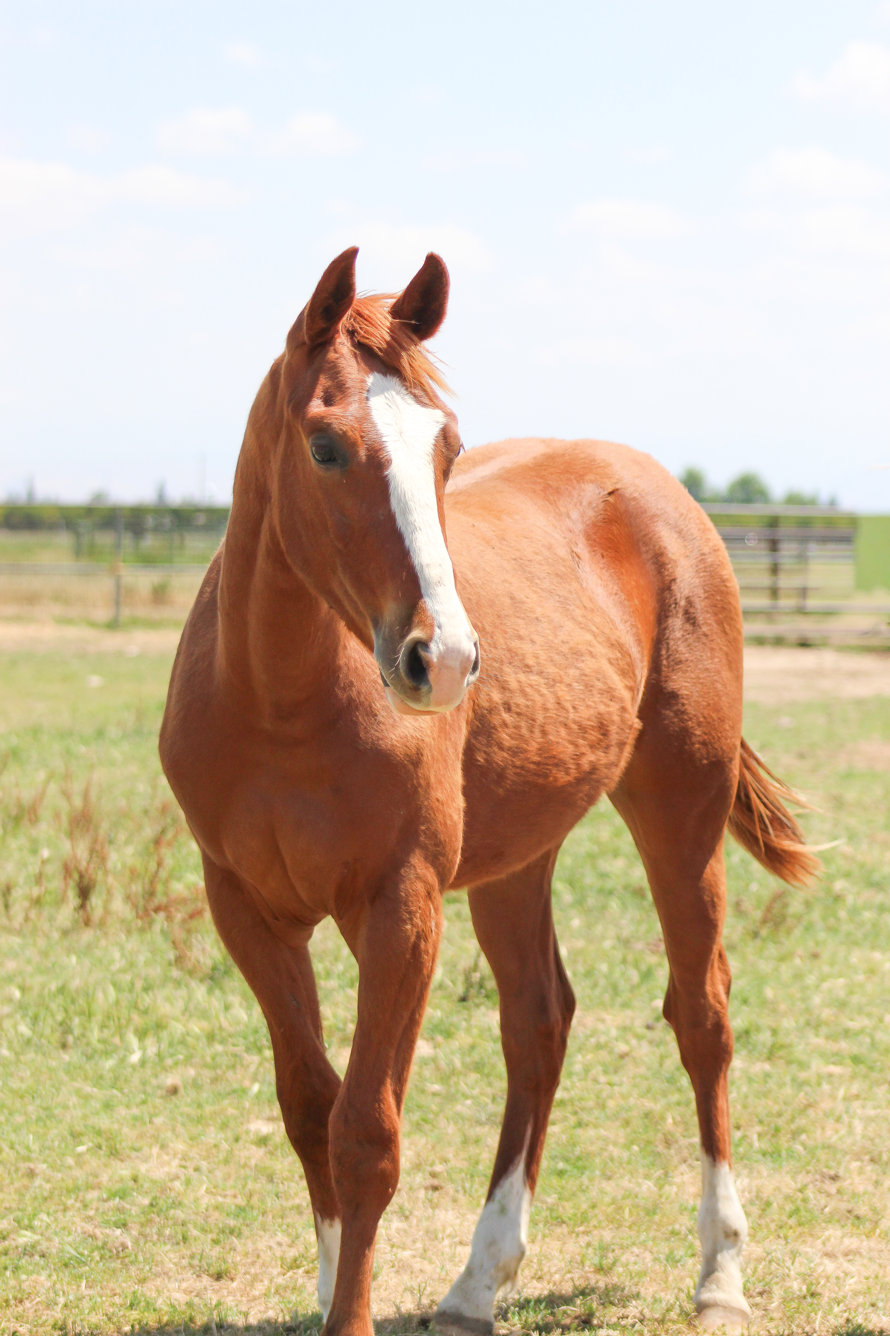 Lil Fabs posing in pasture