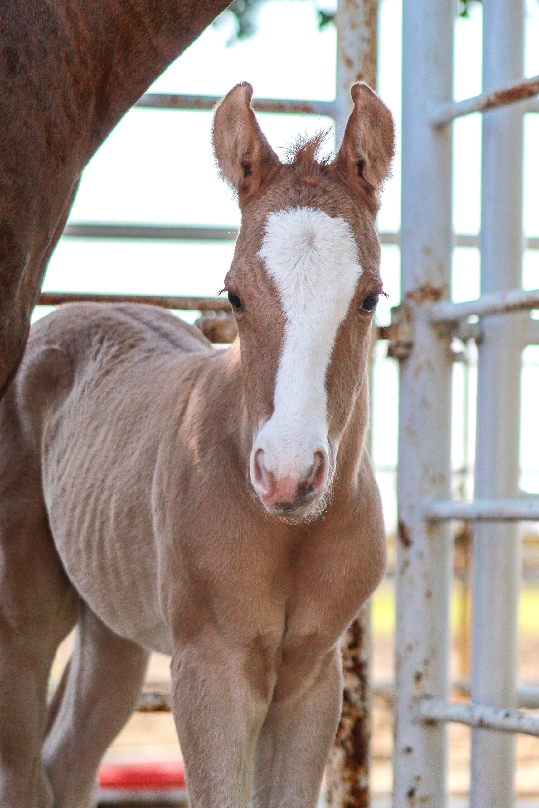 Foal posing for picture