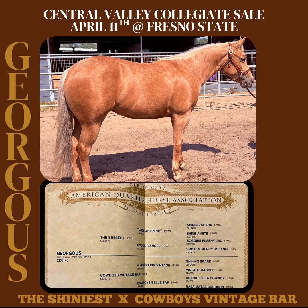 Consignment horse AD
