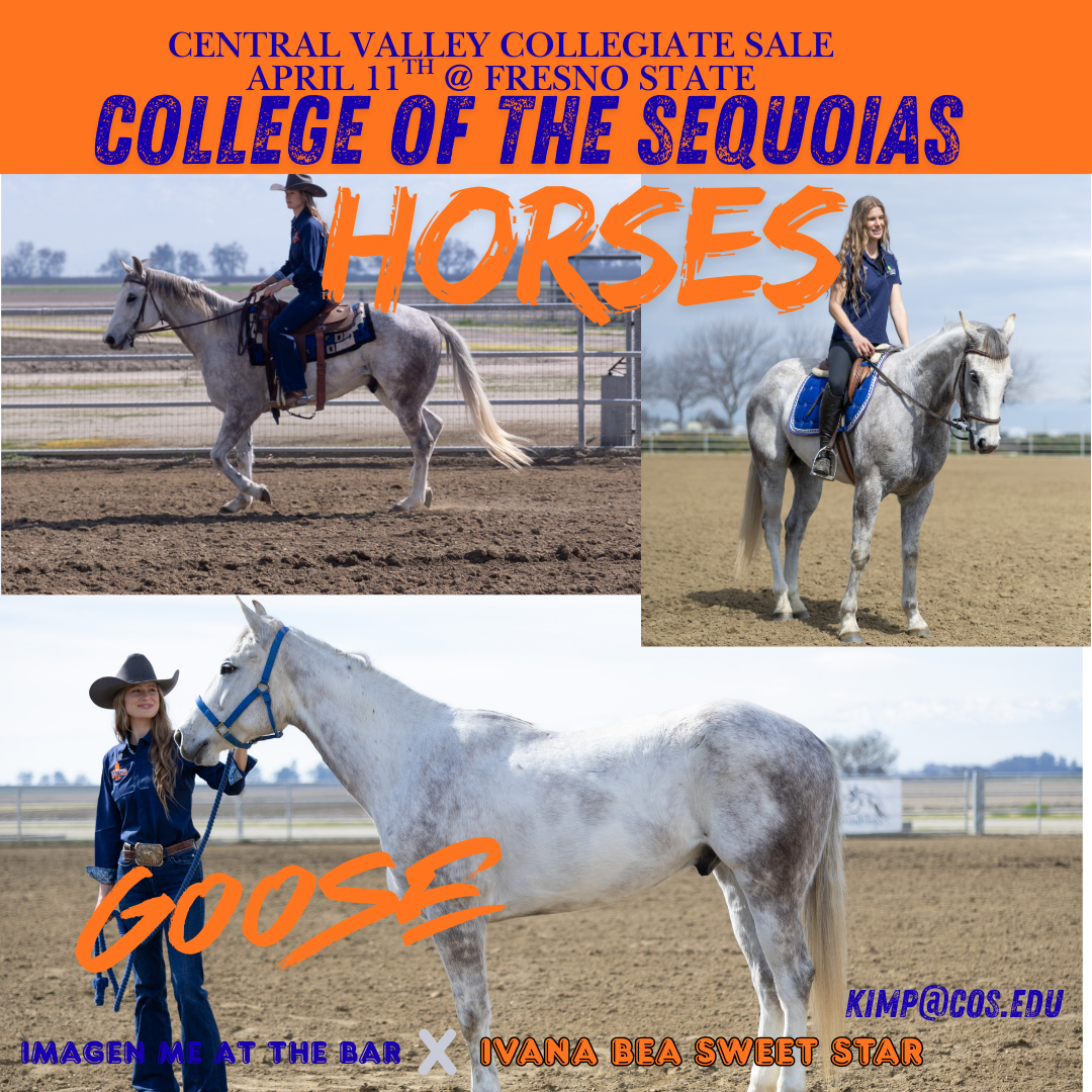 Collage of COS horse Goose