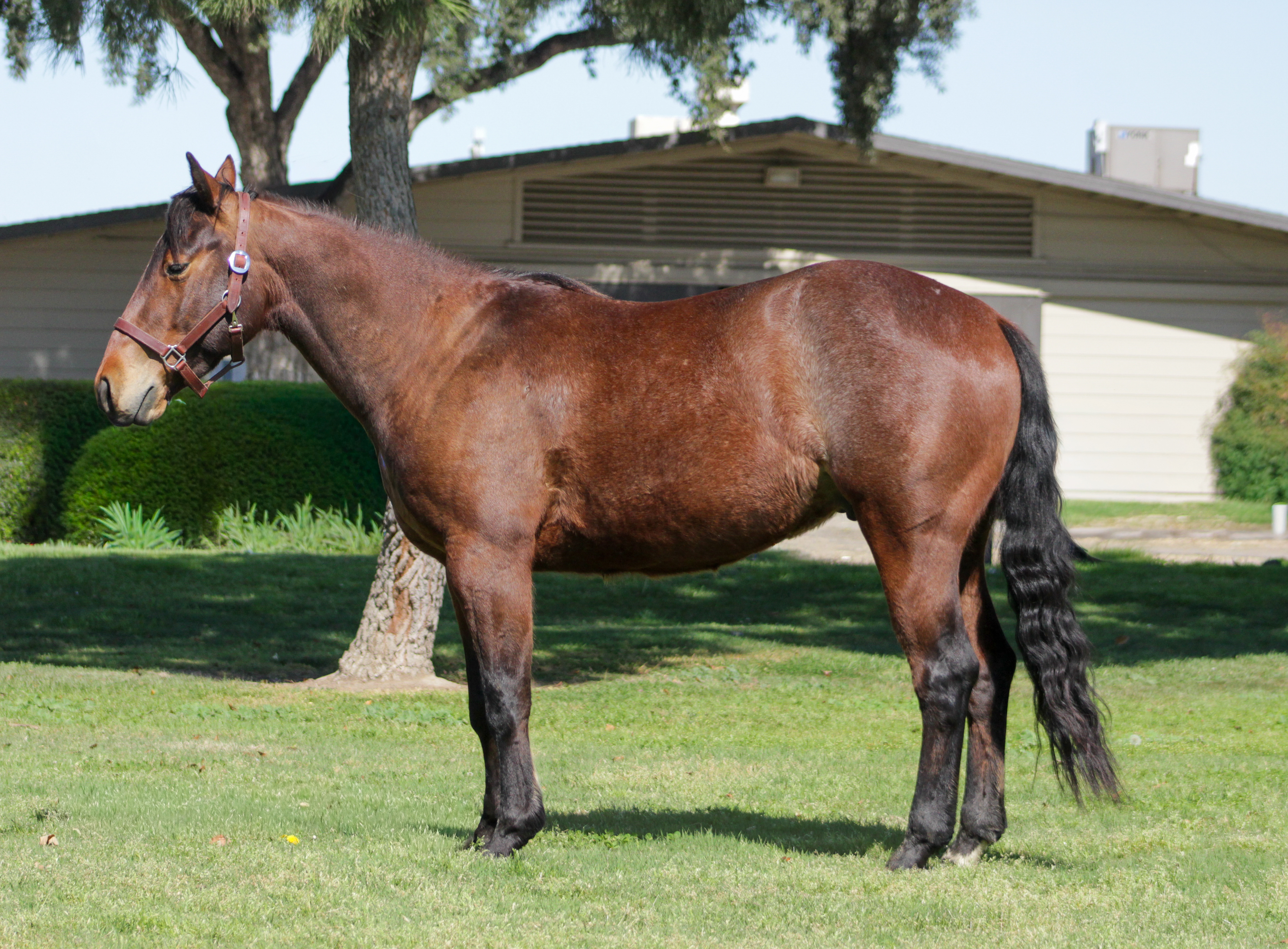 FS horse posing in Oneill park