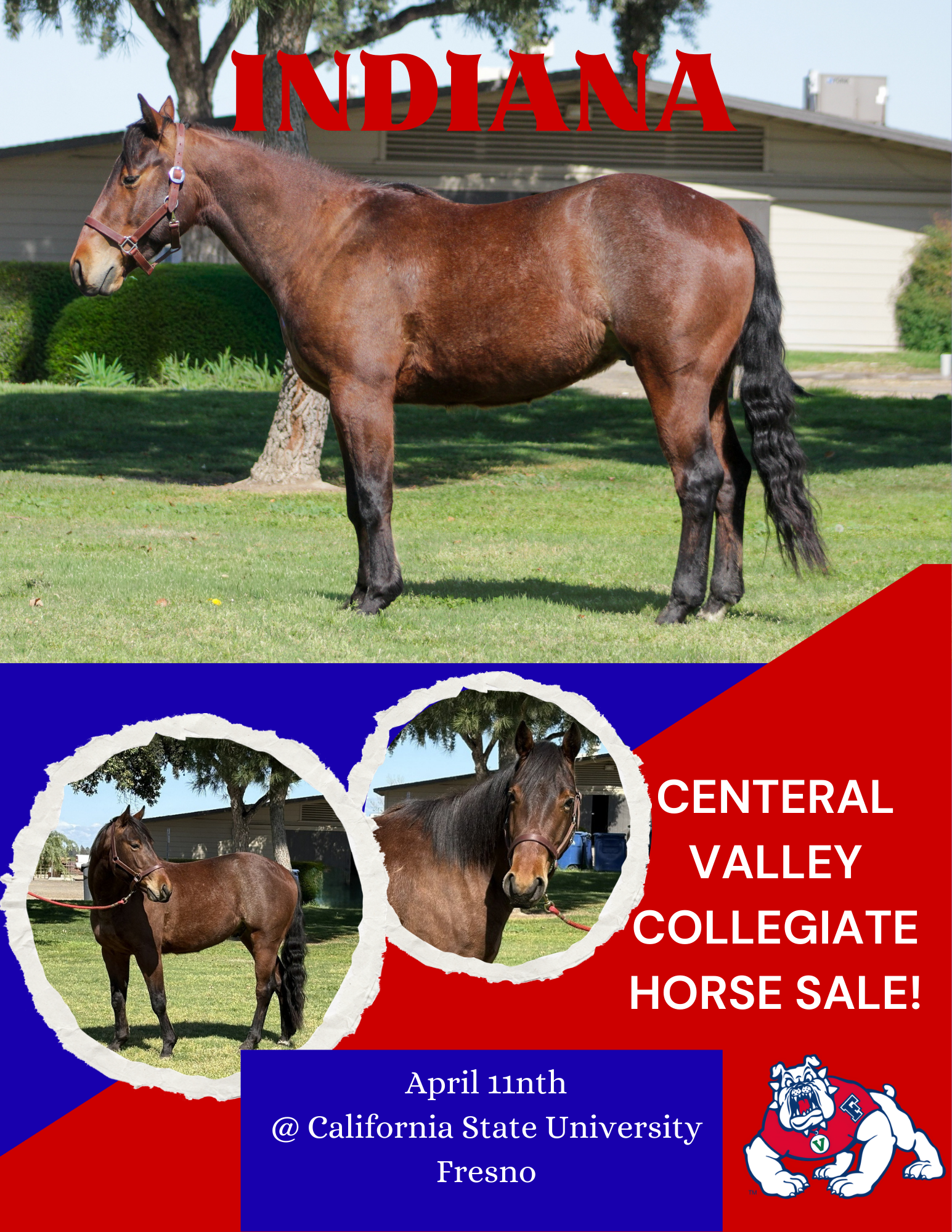 Collage of FS horse Indianna