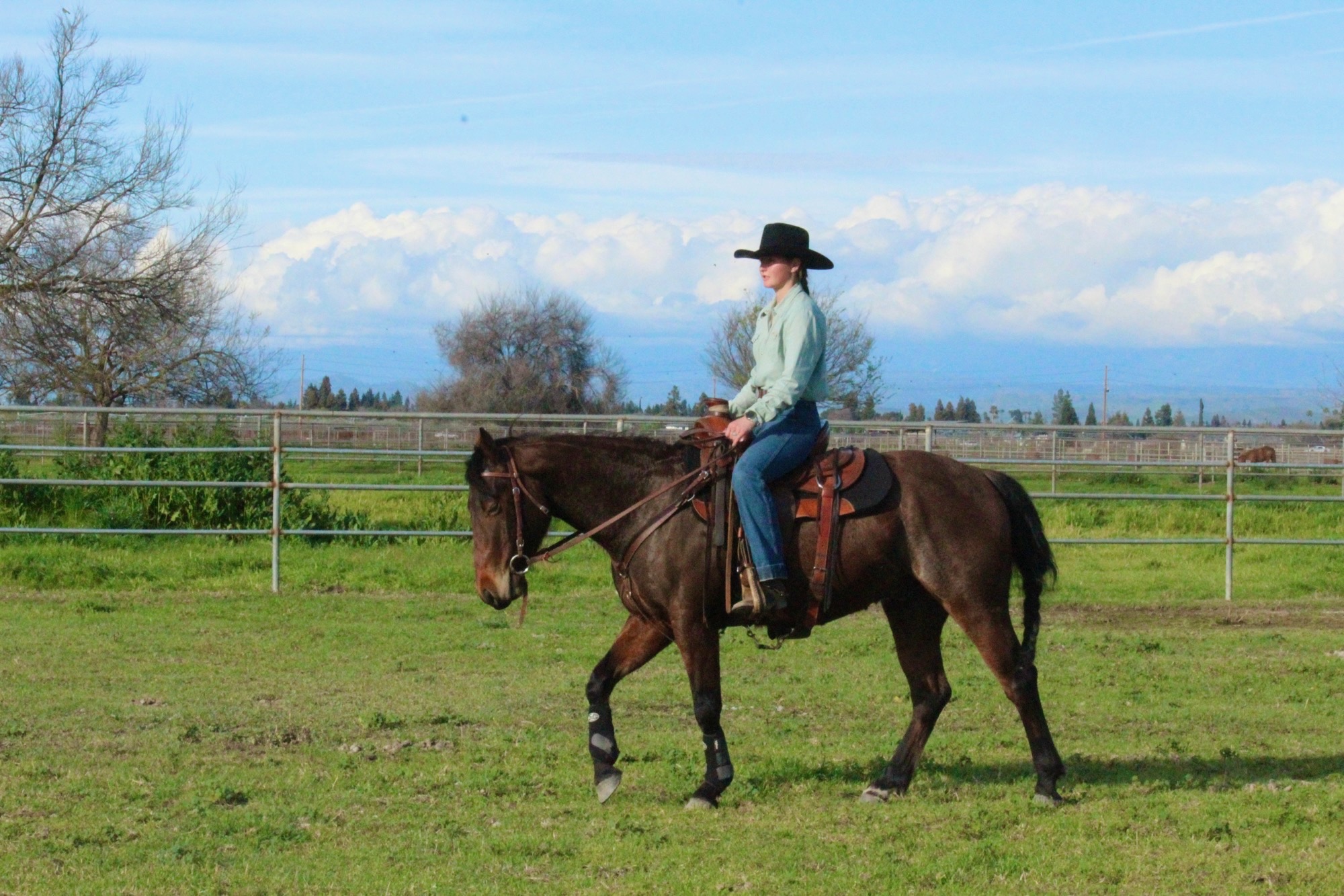 FS horse being ridden in pasture