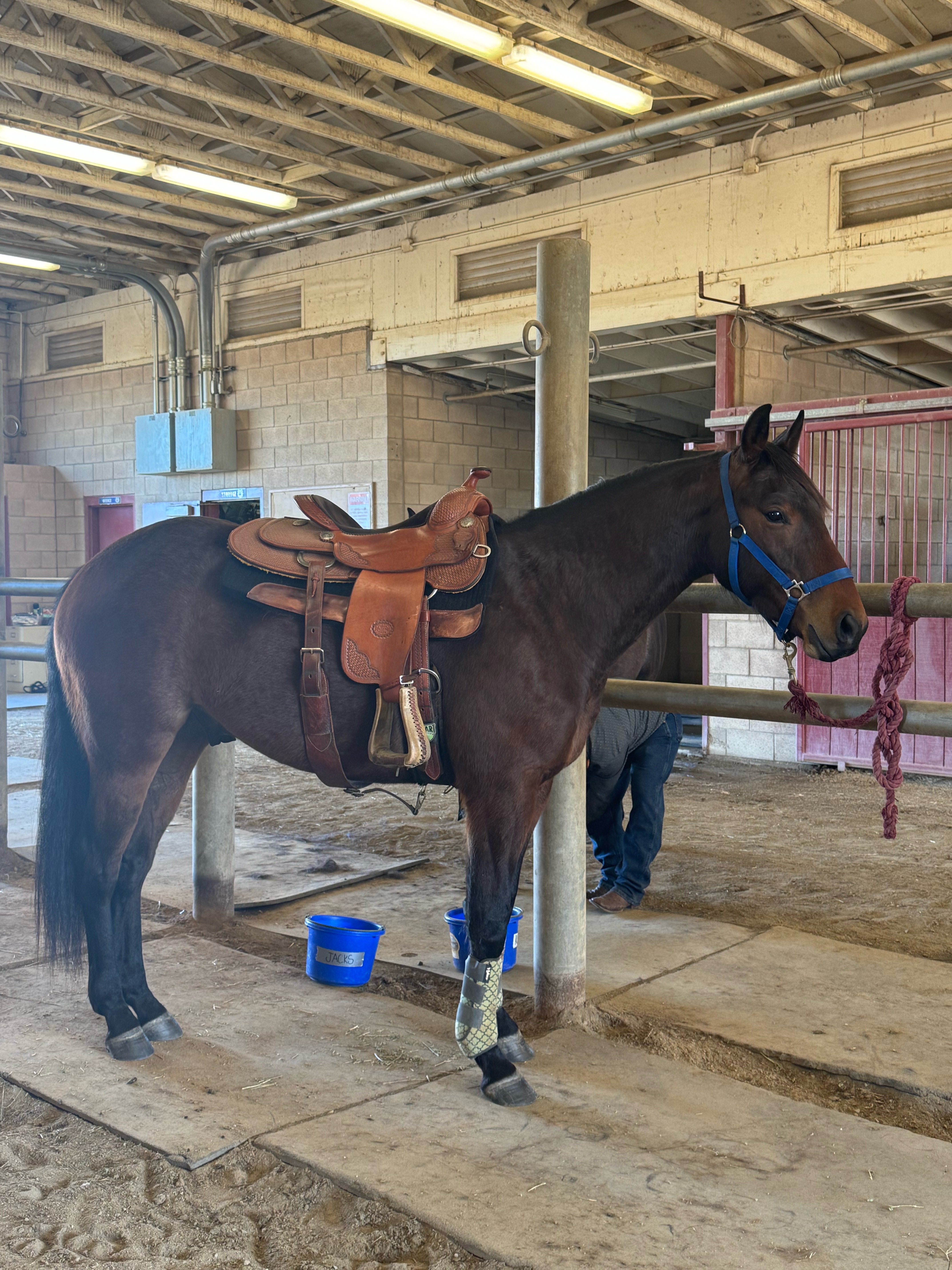 FS Apple Lou Jacks under saddle