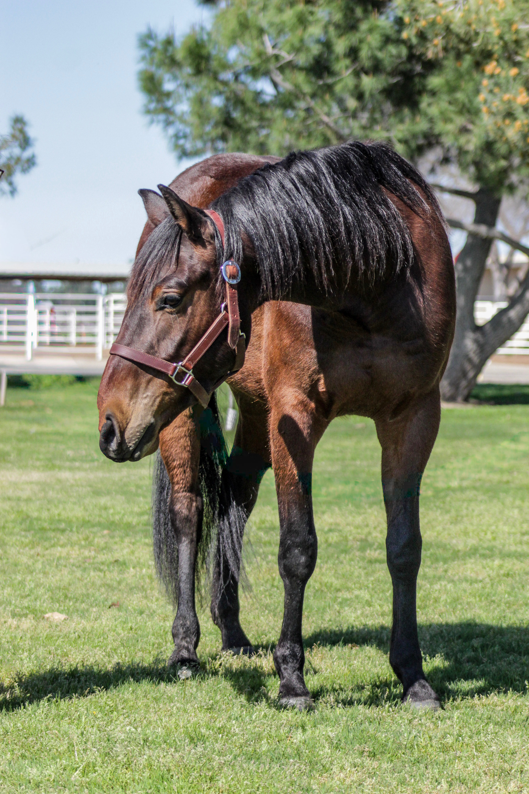 FS Apple Lou Jacks headshot
