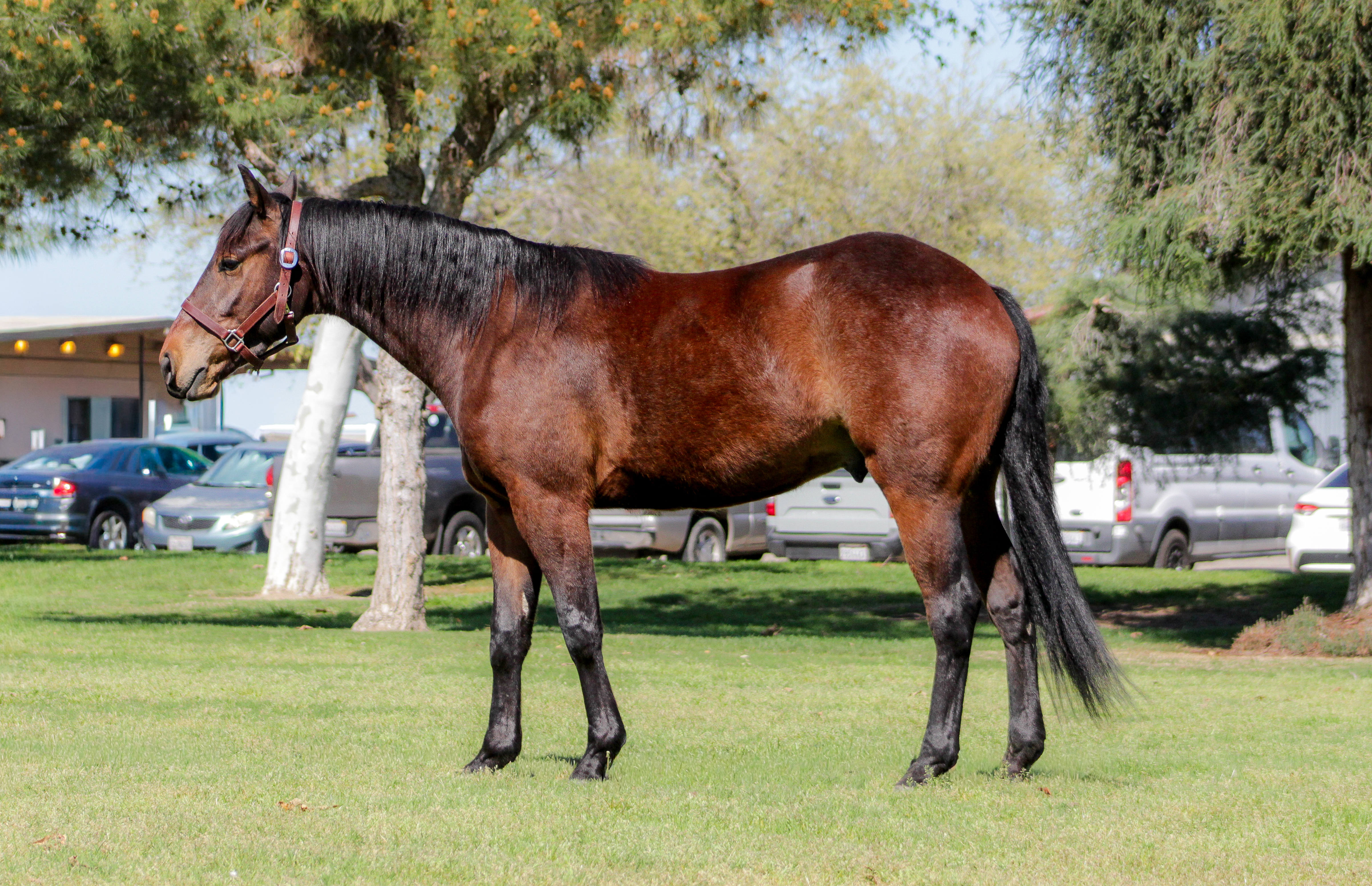 FS Apple Lou Jacks posing in Oneil park