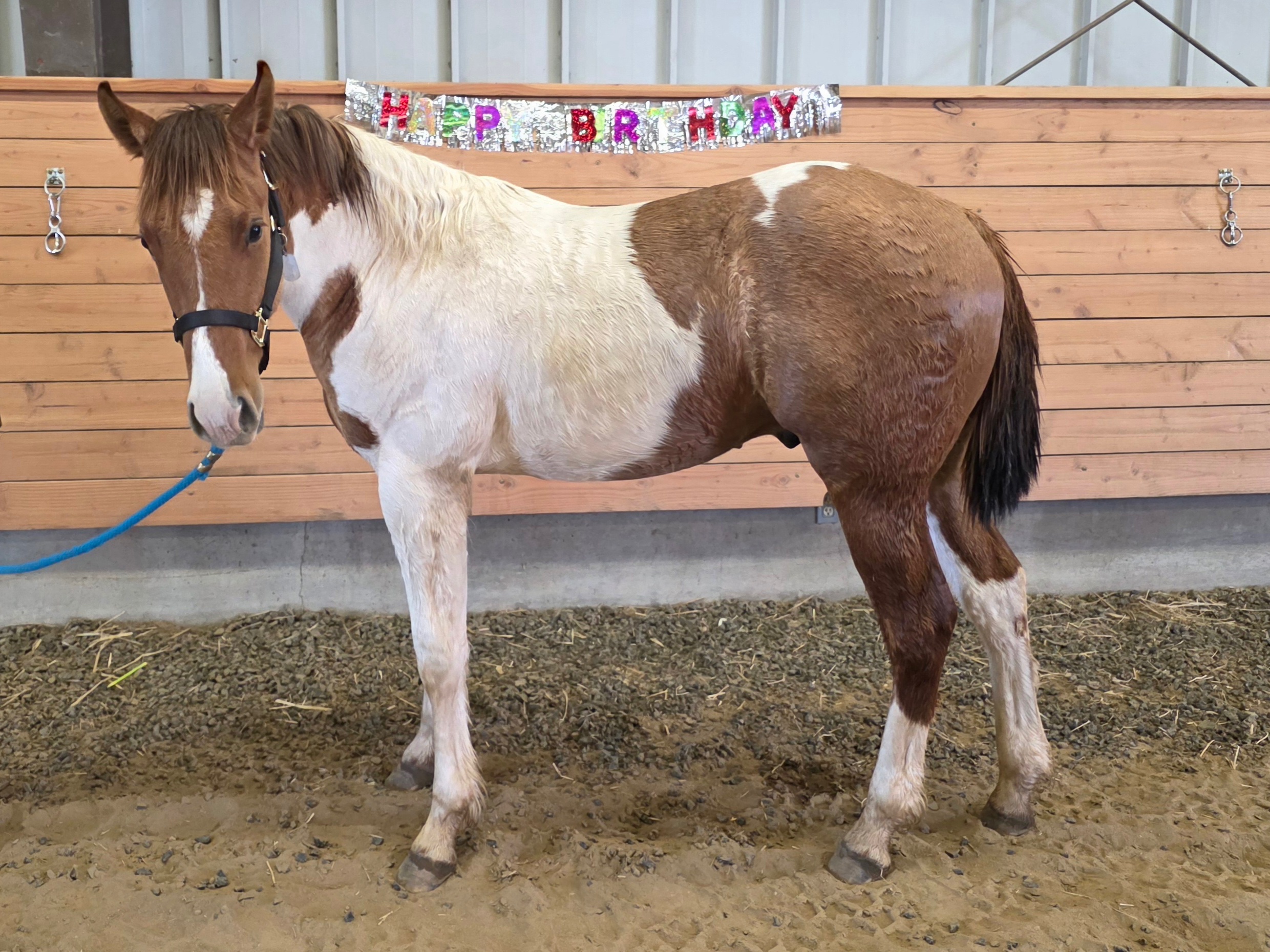 Reedleys Horse Jericho 