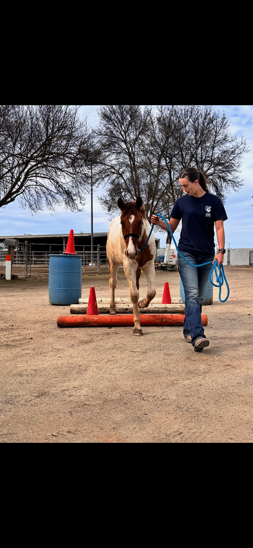 Reedley Colleges horse Jericho going over poles