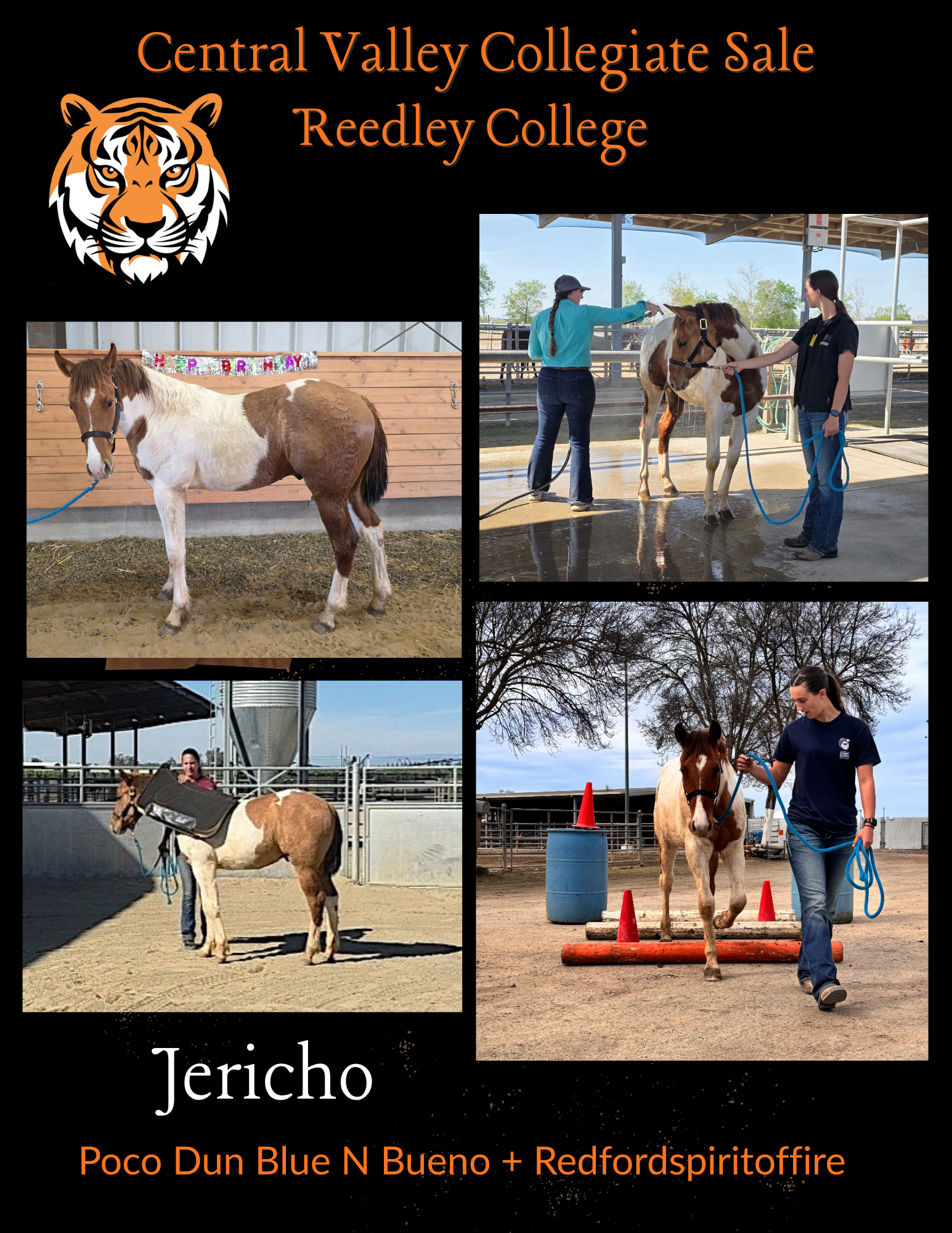 Reedley horse Jericho Flyer