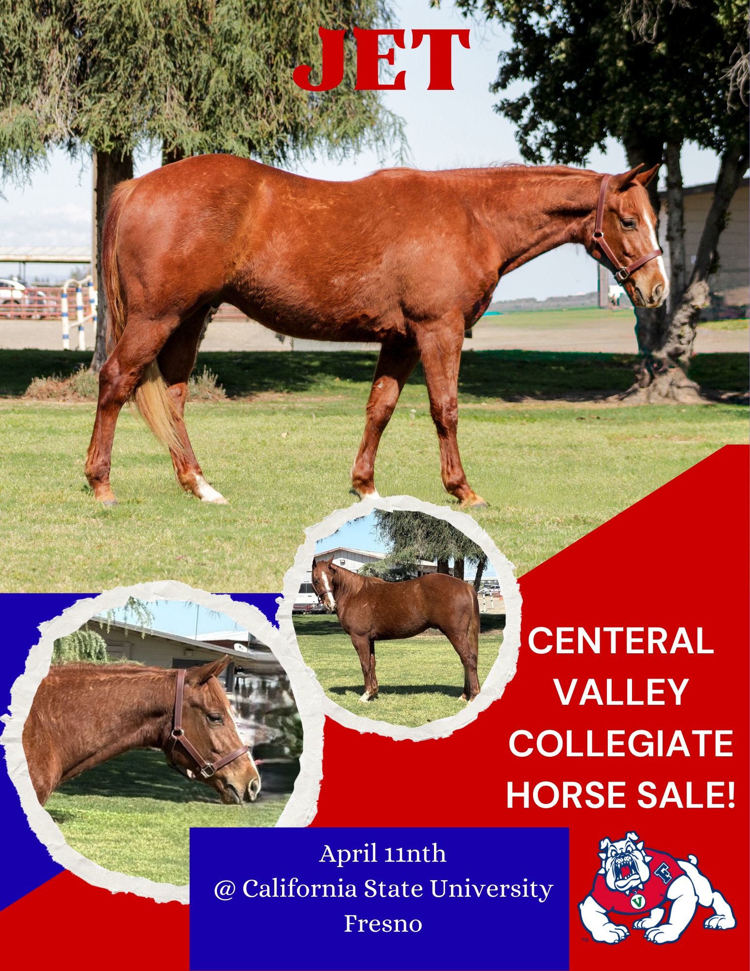 Collage of FS horse Jet