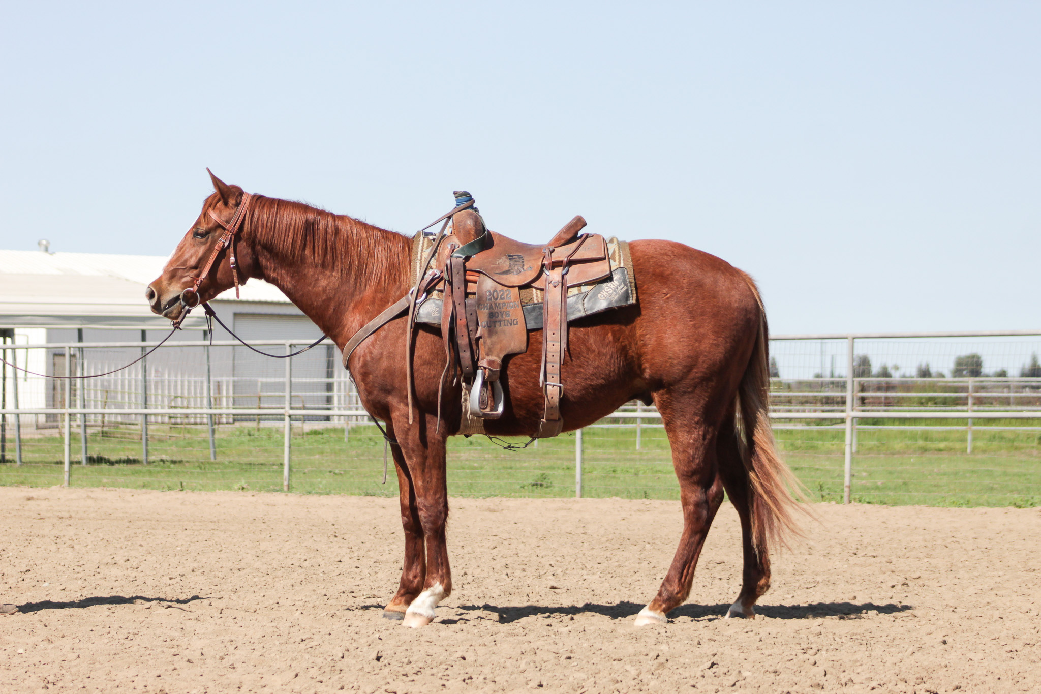 FS jetsalittleichi under saddle