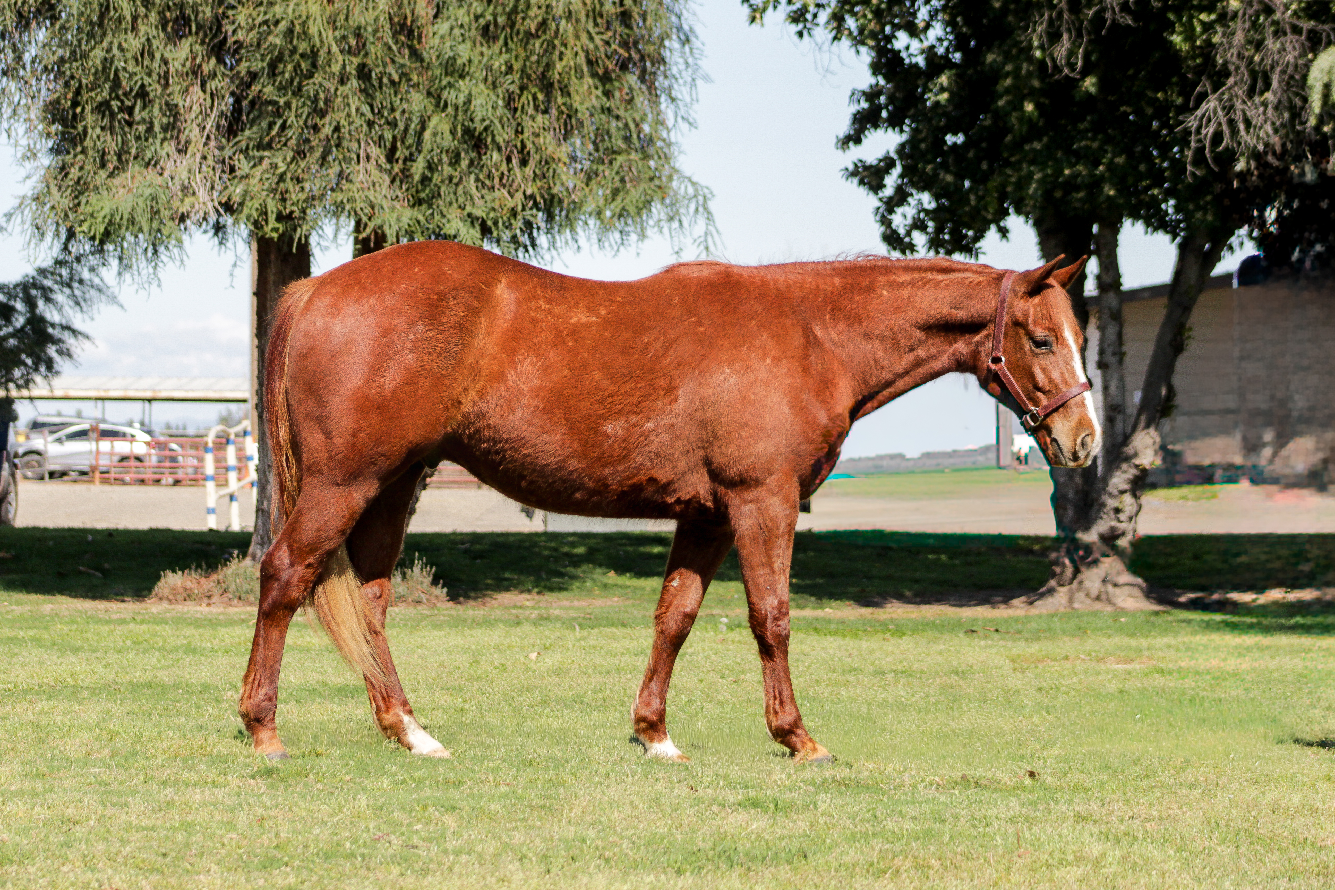 FS Jetsalittleichi posing in Oneill park