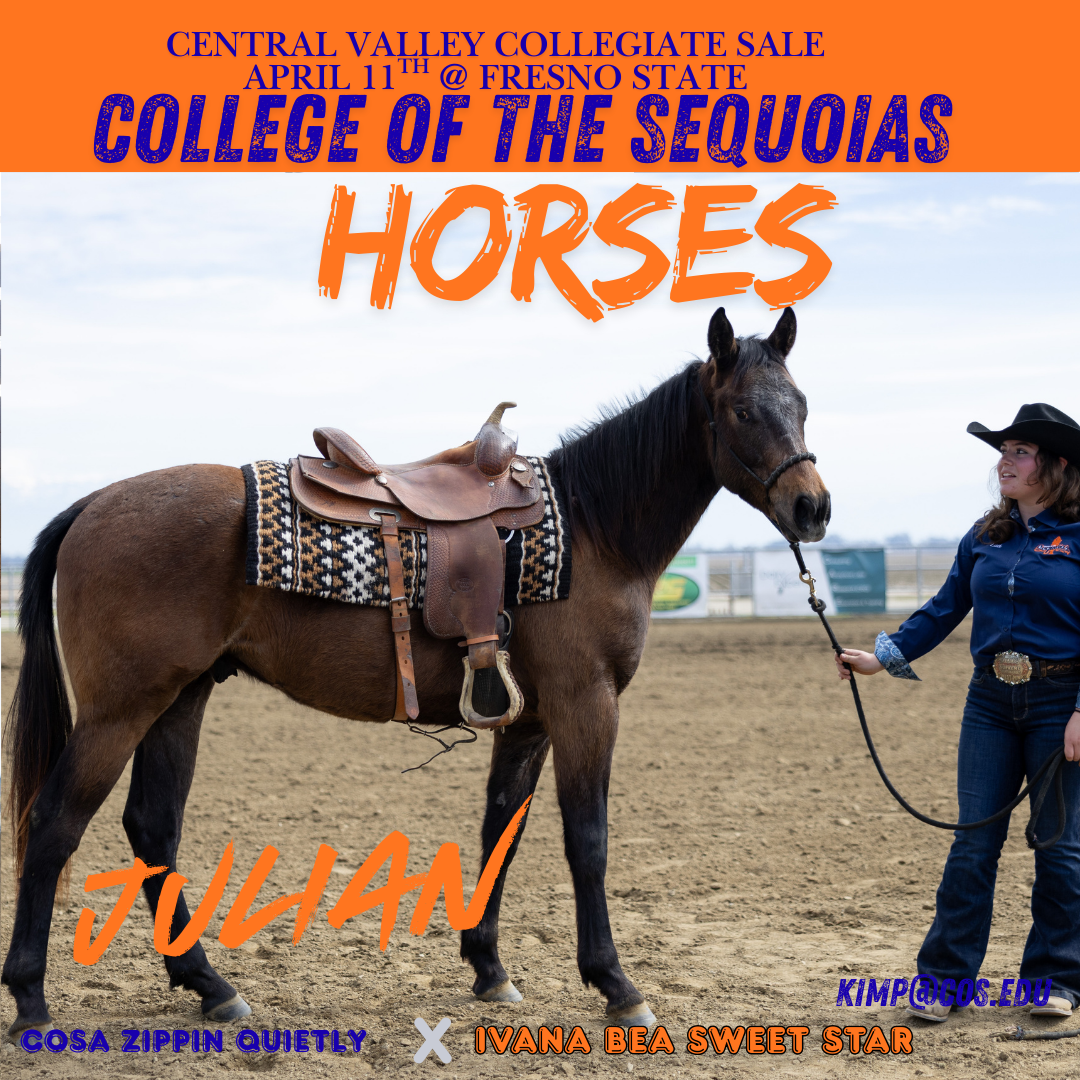 Collage of COS Horse Julian