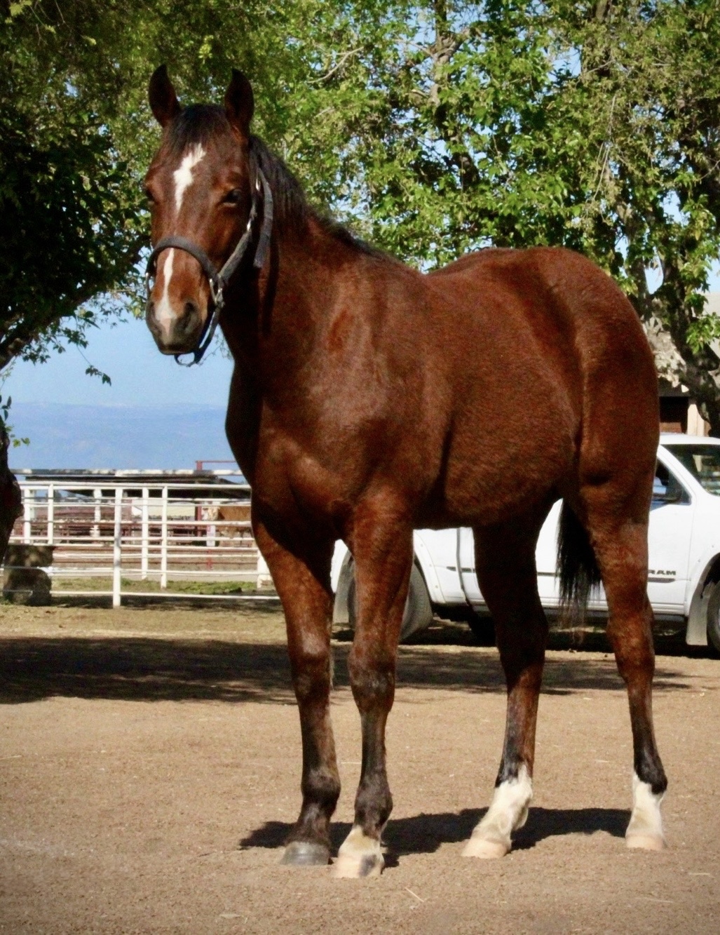 Lacey posing for photo near main barn