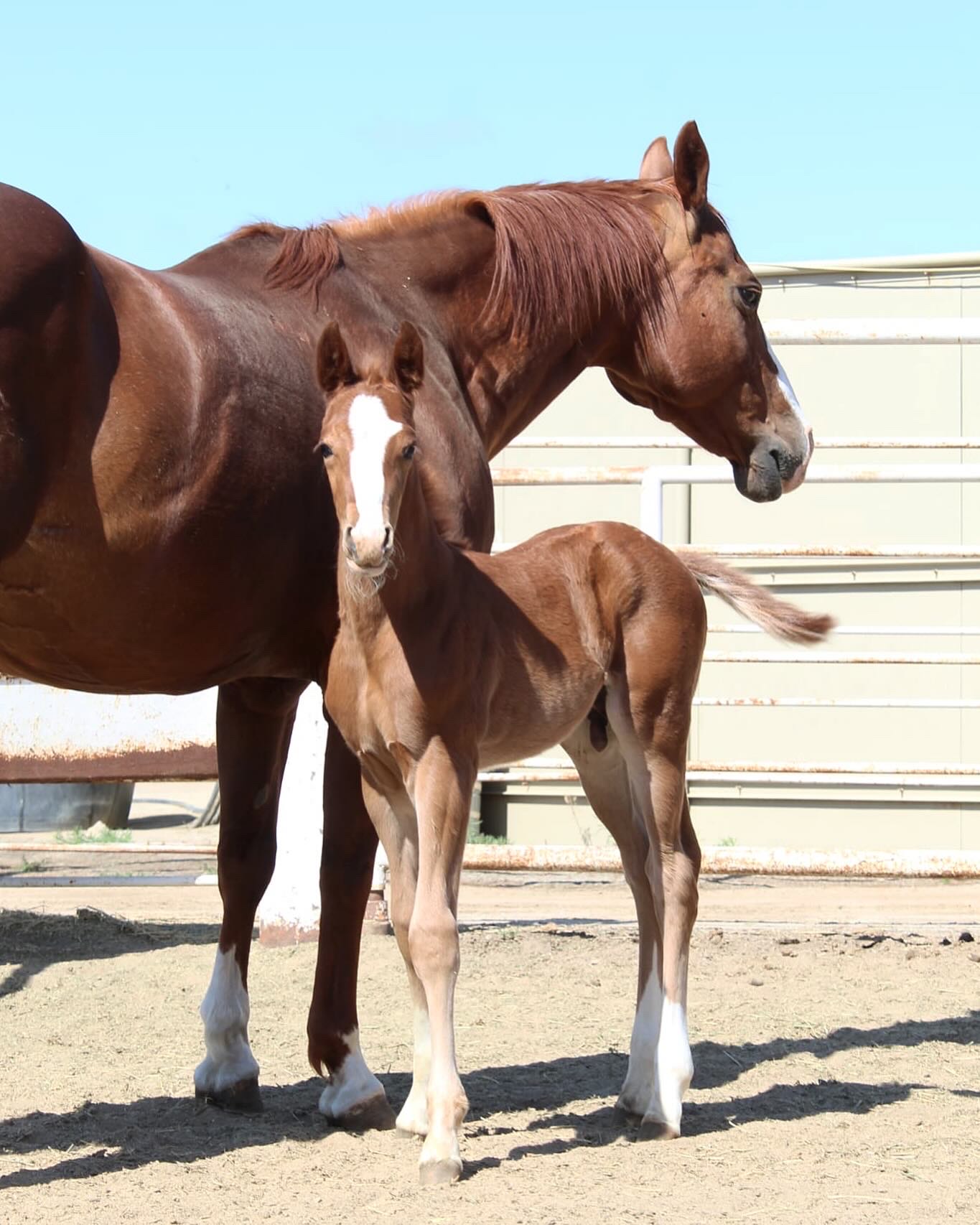 QHU broodmare posing with her foal (Lil Fabs)