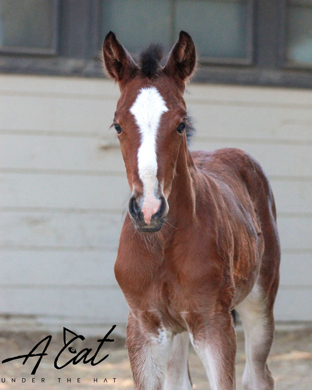 Mcqueen posing in stall
