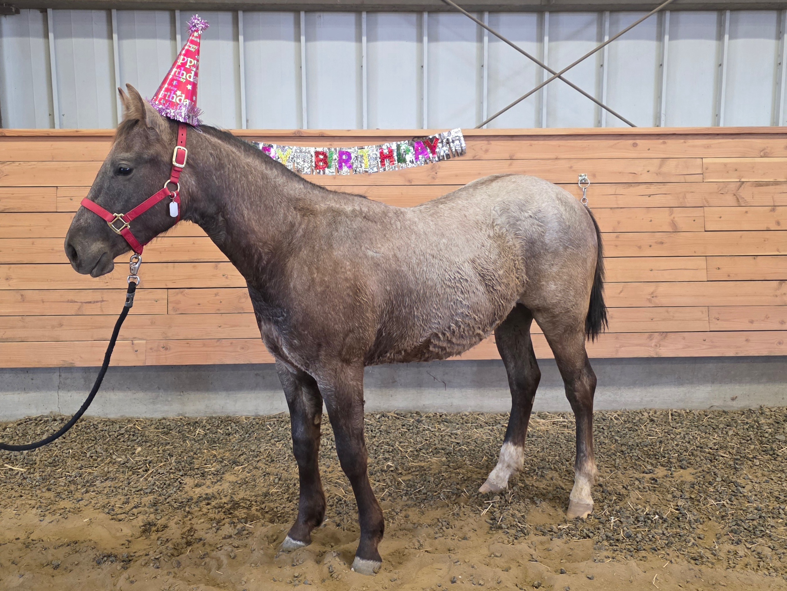 Reedleys Horse Memphis 
