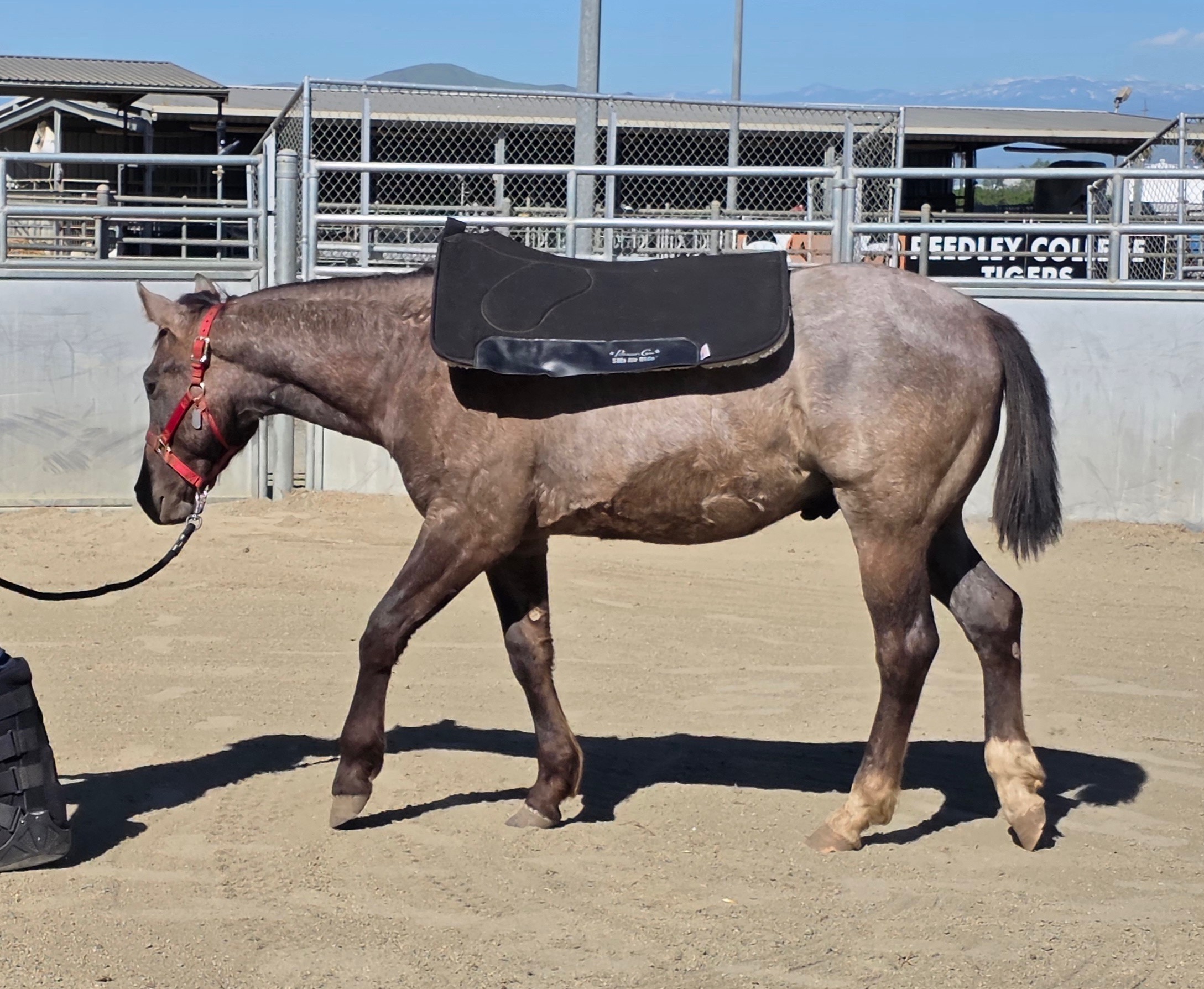 Reedley College desensitizing Memphis