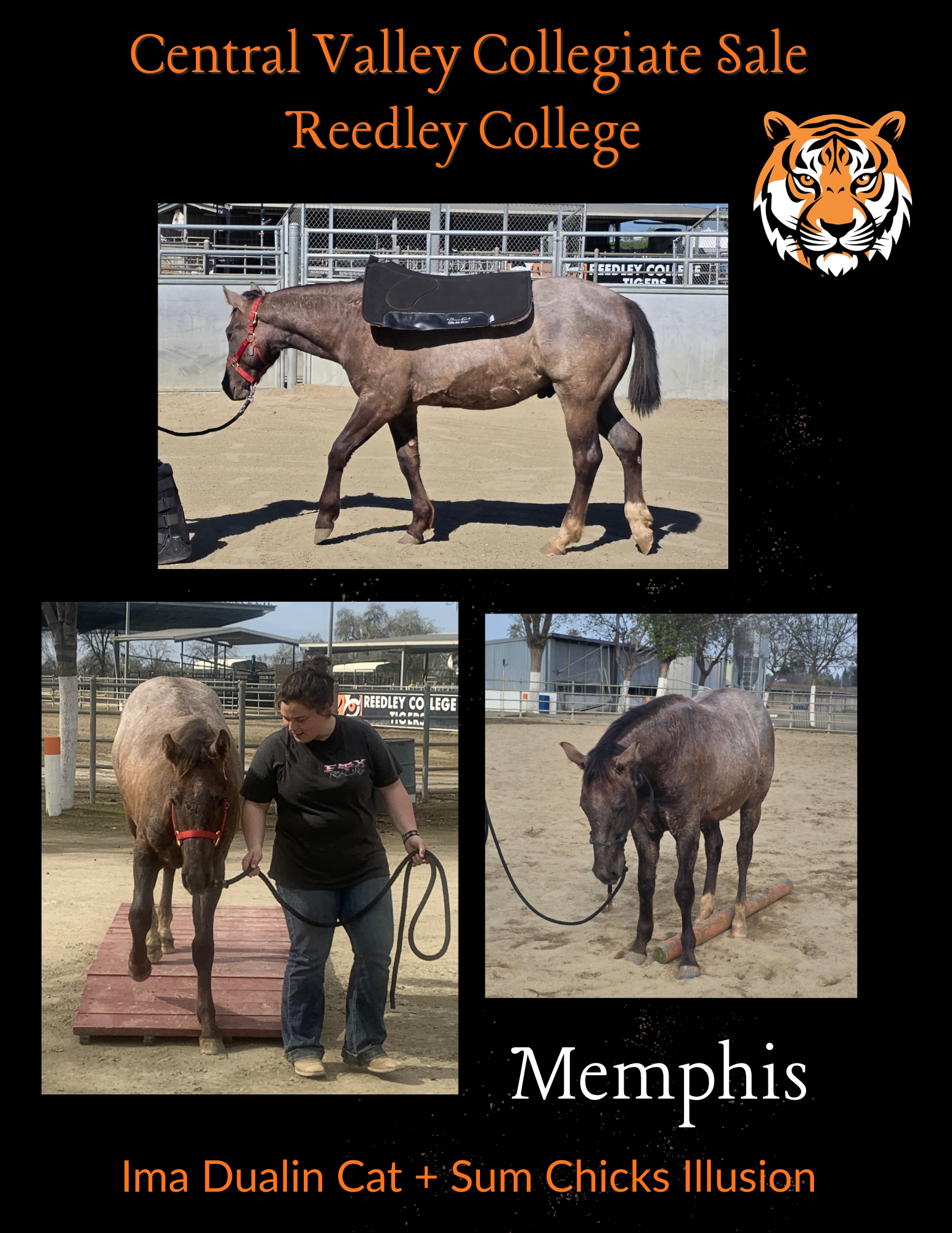 Reedley horse Memphis flyer