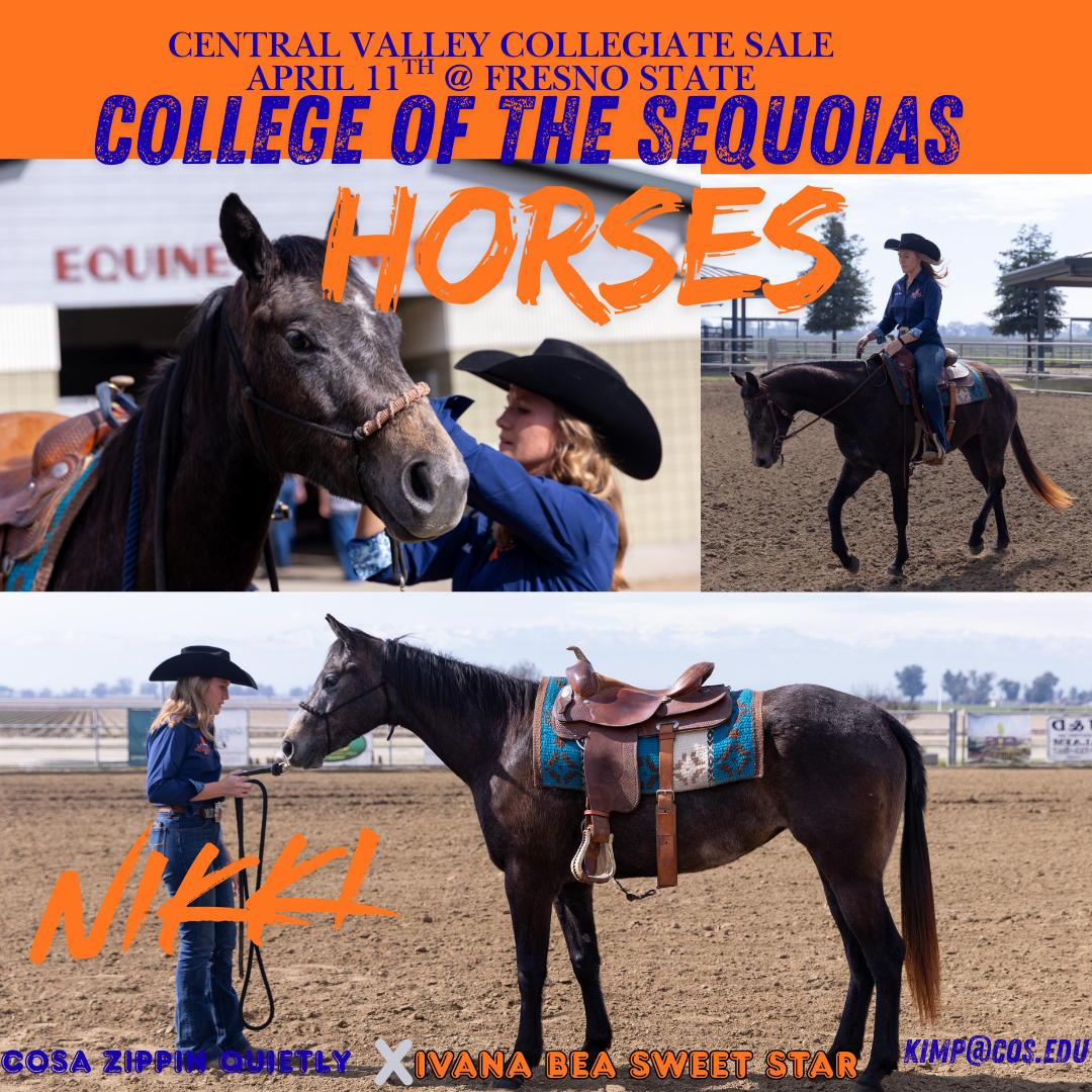 Collage of COS horse Nikki