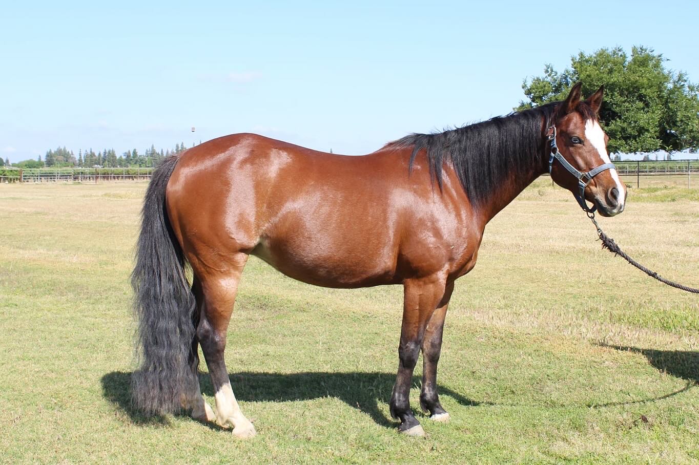 Broodmare Sabrina posing for a photo in Oneill Park
