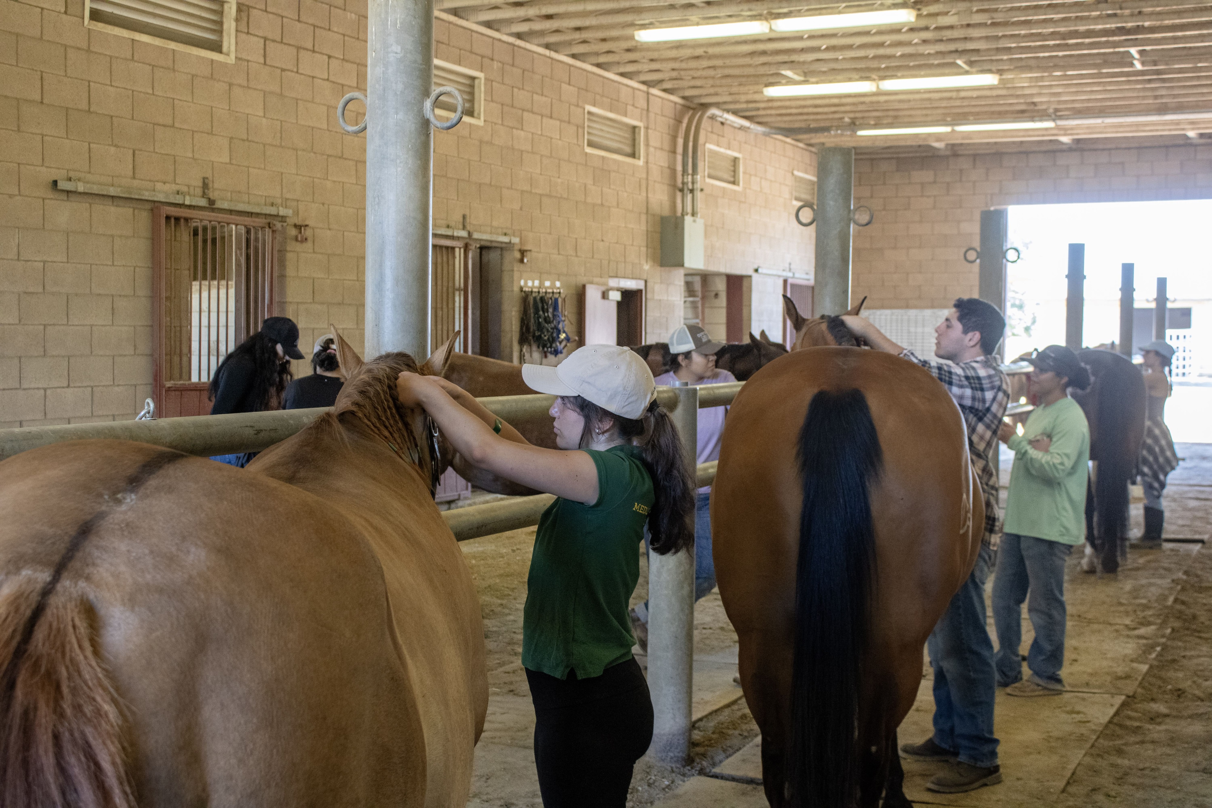 FS students helping brush out and braid horses manes and tails
