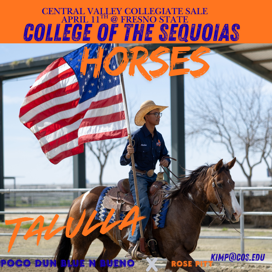 Collage of COS horse Tallula