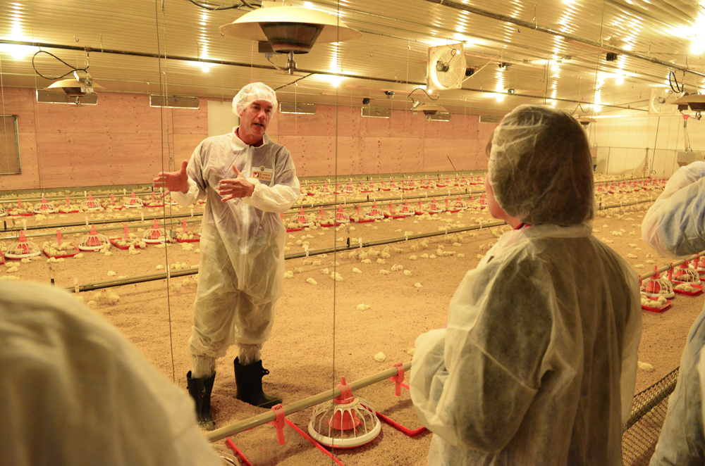 Students inside the poultry unit at fresno state