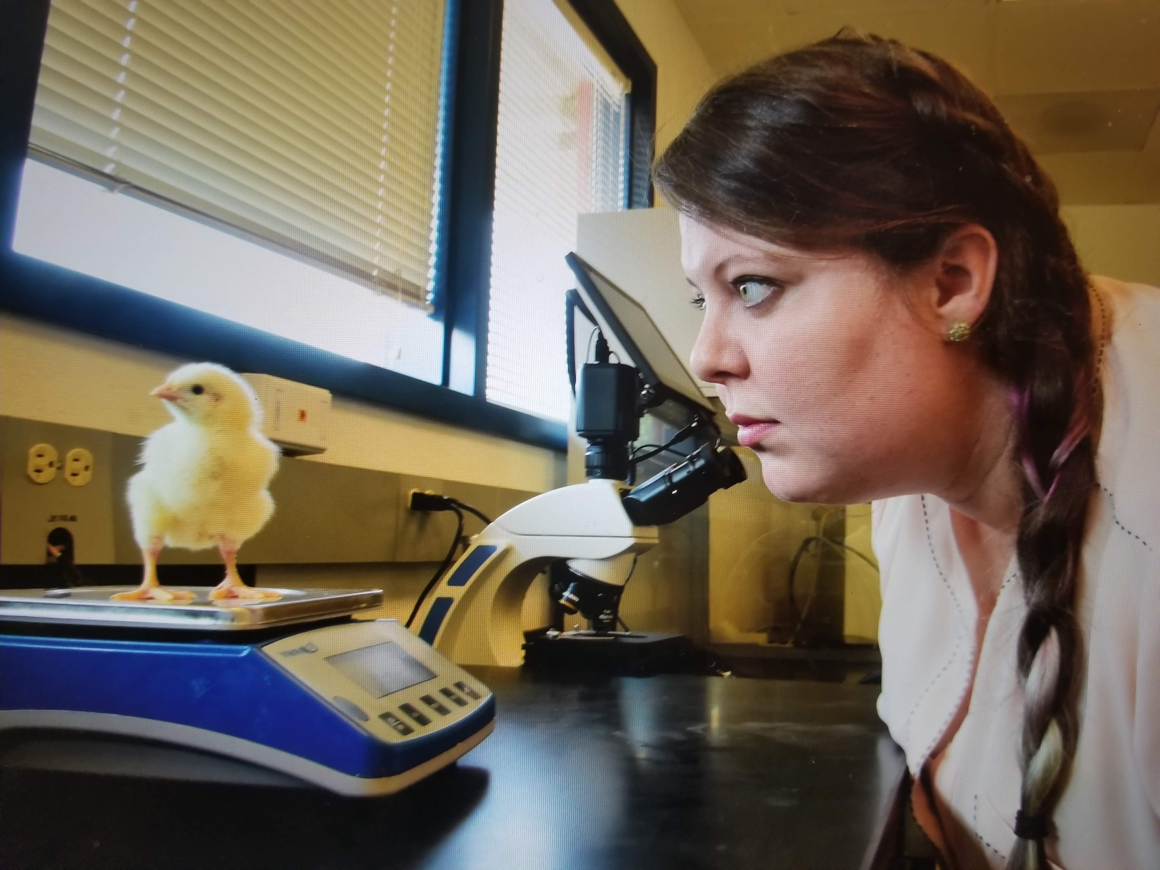  A picture of the professor looking at the baby chicken