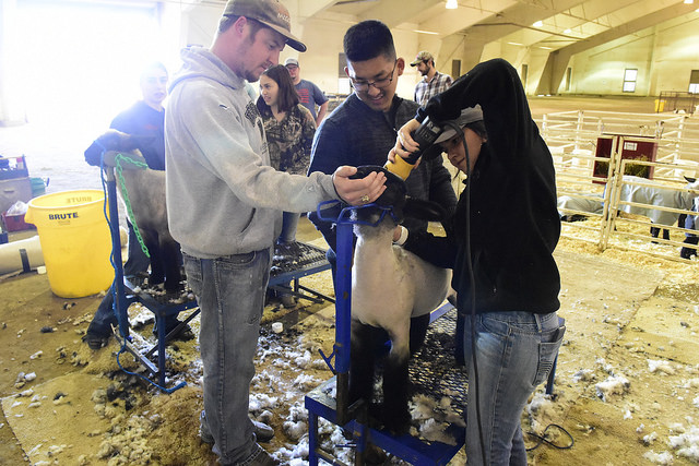 Student working to sheer sheep