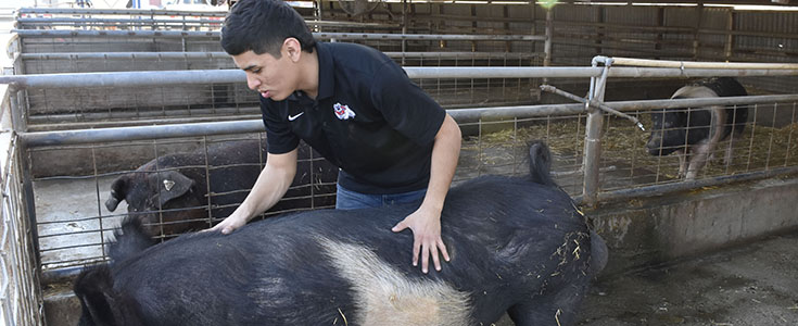 Swine Unit student manager Hugo Rodriguez