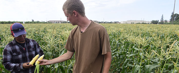 Fresno State Sweet Corn unit student workers Ulises Gonzalez & Austin La Salle