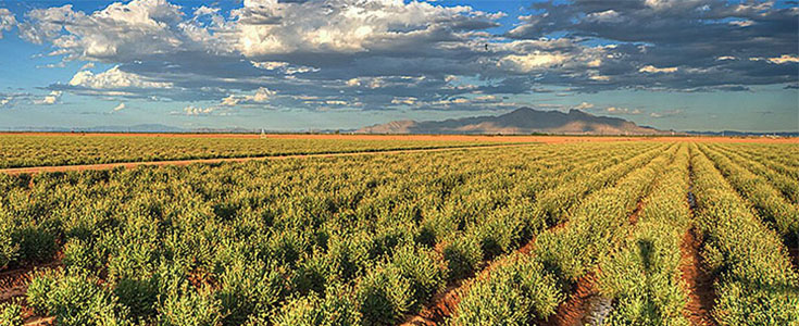 Guayule