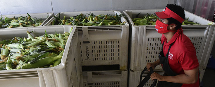 Campus Farm / Sweet Corn